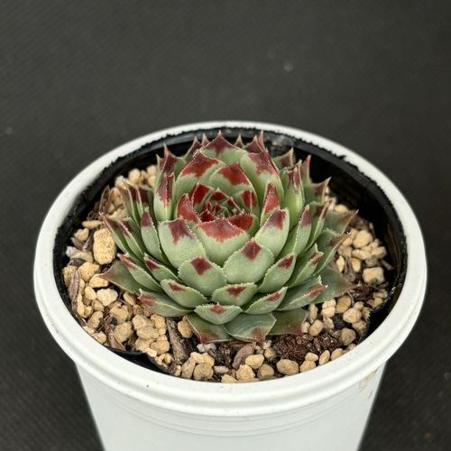 ミセスジョゼフィー センペルビウム 多肉植物 多肉植物 kanomarihome