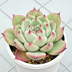 プルビナータ フロスティ 綴化 多肉植物 多肉植物 kanomarihome 通販
