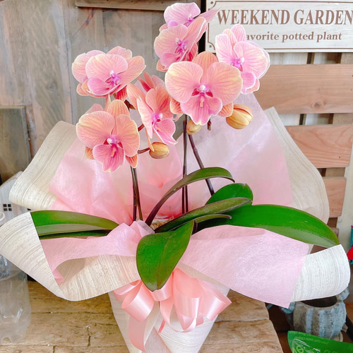 素敵なラン♡【オシャレなお色の胡蝶蘭】オレンジシャトー♪贈り物や