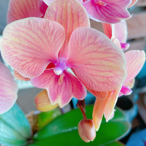 素敵なラン♡【オシャレなお色の胡蝶蘭】オレンジシャトー♪贈り物や