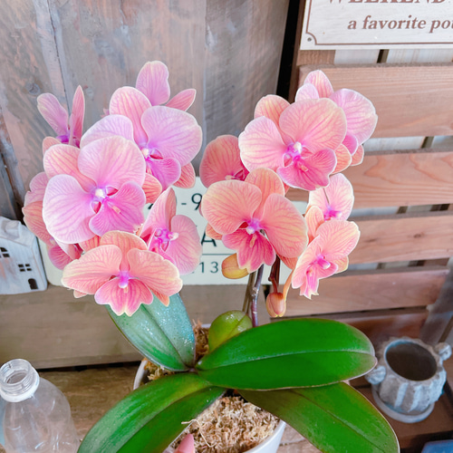オレンジ 胡蝶蘭 アートフラワー 陶器鉢 素敵なラン♡【オシャレなお色の胡蝶蘭】オレンジシャトー♪贈り物や