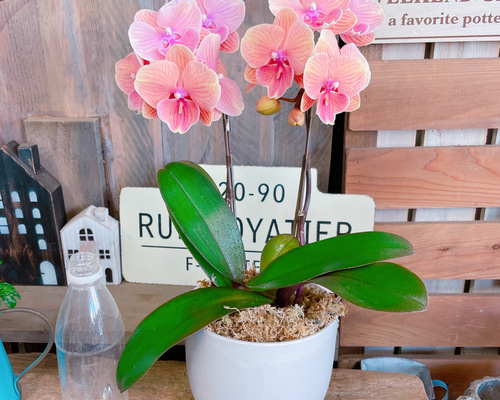 オレンジ 胡蝶蘭 アートフラワー 陶器鉢 ミディ胡蝶蘭 オレンジ サーフソング 3本立ち | 胡蝶蘭ならHitoHana