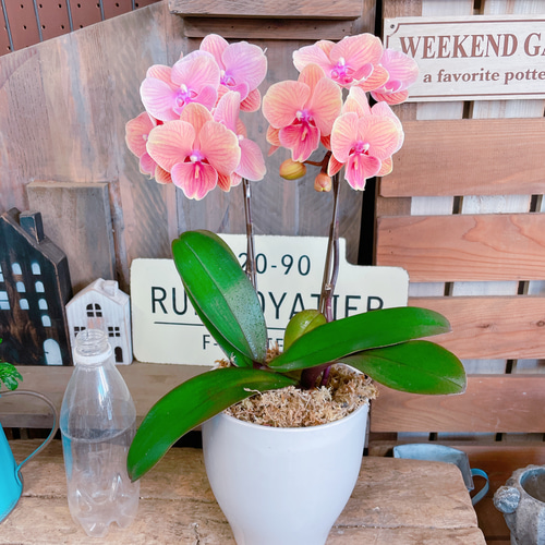 オレンジ 胡蝶蘭 アートフラワー 陶器鉢 素敵なラン♡【オシャレなお色の胡蝶蘭】オレンジシャトー♪贈り物や