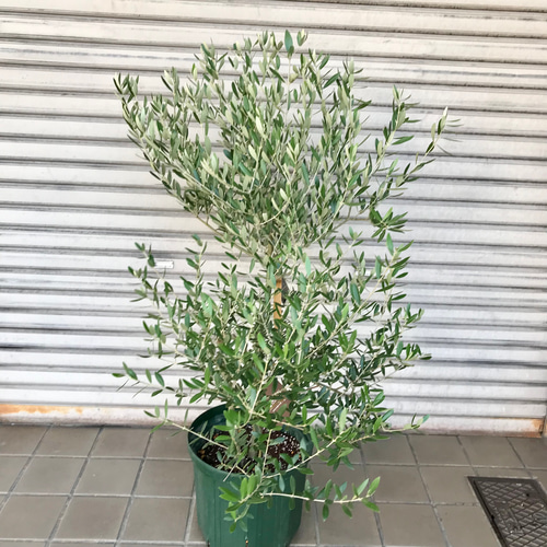 オリーブの木【SOUJU】ネバディロブランコ ミッション7寸オリーミー