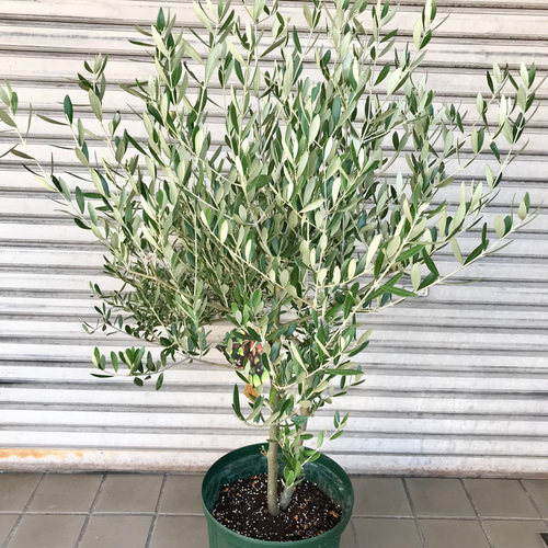 オリーブの木 ミッション【引取り限定】 オリーブの木 ミッション | 観葉植物 | 送料無料でお届け