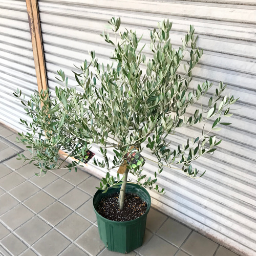 オリーブの木 Oli-me（オリーミー） ミッション ×ネバディロ