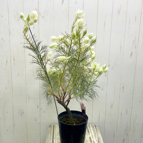 大株 開花株！ blushing bride セルリア ブラッシングブライド その他