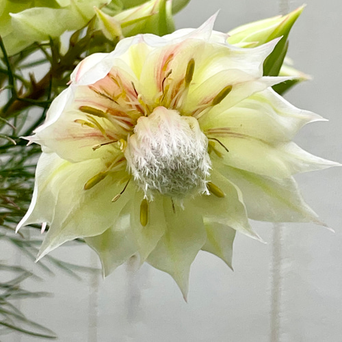 大株 開花株！ blushing bride セルリア ブラッシングブライド その他