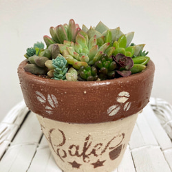 多肉植物の寄せ植え（リメイク缶） 多肉植物 green factory 通販