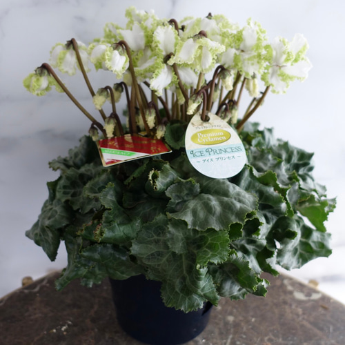 希少♡ シクラメン アイスプリンセス 大栄花園 6号 苗 鉢 ギフト