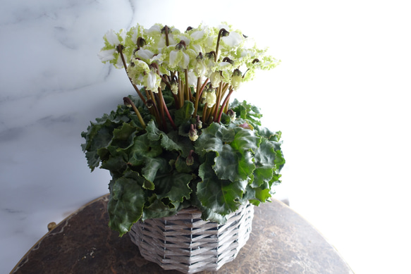 希少♡ シクラメン アイスプリンセス 大栄花園 6号 苗 鉢 ギフト