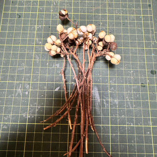 H ドライフラワー ナンキンハゼ リース花材 20本 その他素材 みどいた