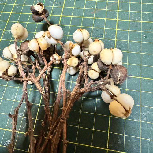 H ドライフラワー ナンキンハゼ リース花材 20本 その他素材 みどいた