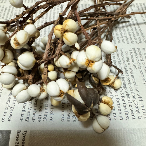 H ドライフラワー ナンキンハゼ リース花材 20本 その他素材 みどいた