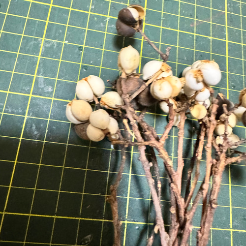 hanatokito ナンキンハゼ ドライフラワー 250本 hanatokito様専用 ナンキンハゼ ドライフラワー 250本 ナンキンハゼS