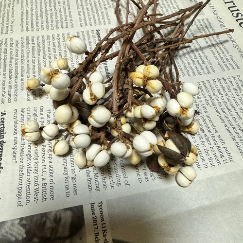 H ドライフラワー ナンキンハゼ リース花材 20本 その他素材 みどいた