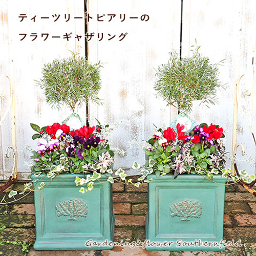 花寄せ植え プランツギャザリング ティーツリートピアリー