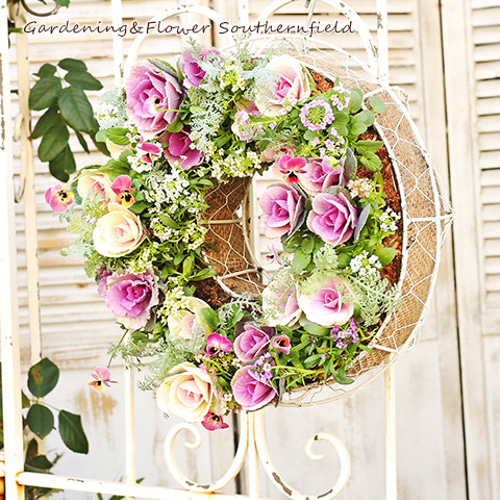花寄せ植え ハボタン＆アリッサム＆ビオラ ギャザリング リース仕立て