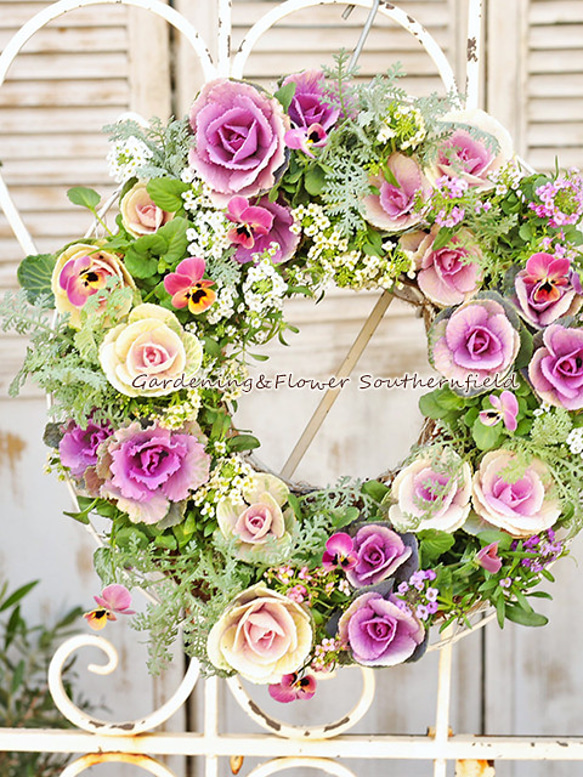 寄せ植え　 アリッサム　リース仕立て ラミウム　ハンギングリース 寄せ植え アリッサム リース仕立て ラミウム ハンギングリース 【公式