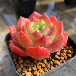 481.多肉植物 寄せ植え エケベリア属 リンゴ娘 新品種 抜き苗 アート