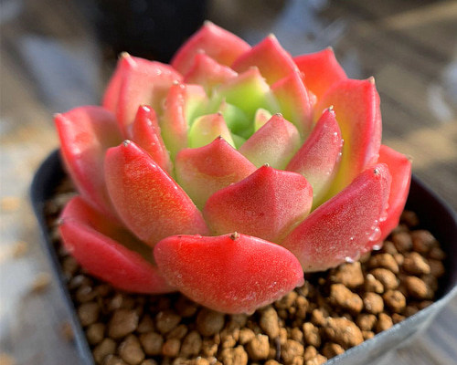 多肉植物 赤い子♡ 512c8db31b5e293723e85d0d712997