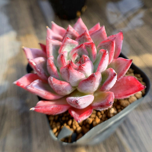 482.多肉植物 寄せ植え エケベリア属 'Black Swan' ブラックスワン（単