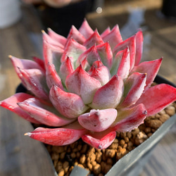 多肉の寄せ植え★flower bike フラワーバイク 赤色★ YouTubeを快適に＆レーシングカー鉢に多肉寄せ植え(*Ü*)♬ | ＊vanilla