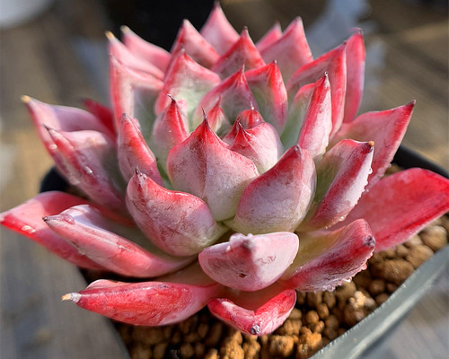 d0f16c5054c84380069161625d6442