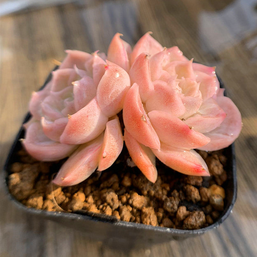 483.多肉植物 エケベリア属 ミルクキャンディ（2頭） 新品種 超