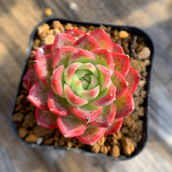 487.多肉植物 寄せ植え エケベリア属 ファイヤーフェニックス 新品種