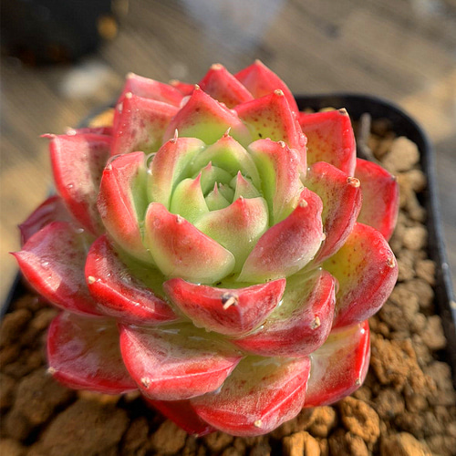 487.多肉植物 寄せ植え エケベリア属 ファイヤーフェニックス 新品種