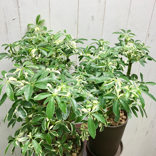 観葉植物　シェフレラムーンドロップ　抜き苗 シェフレラ・ムーンドロップ 042301 販売・通販 ［詳細ページ