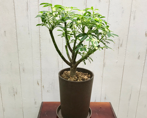 観葉植物　シェフレラムーンドロップ　抜き苗 観葉植物：シェフレラ ムーンドロップ*5号 プラポット : 遊恵