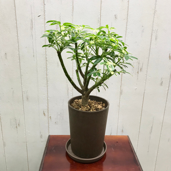 シェフレラ・ムーンドロップ / Schefflera arboricola 'Moondrop