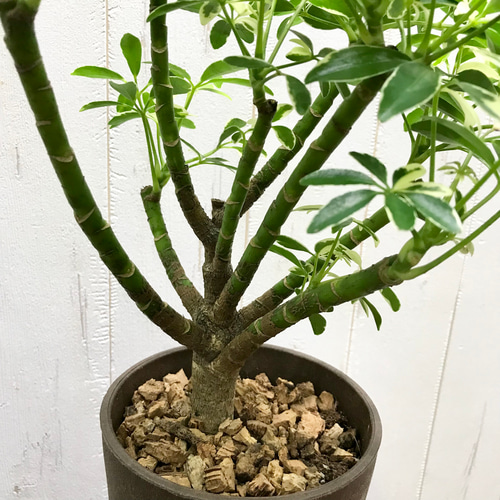 シェフレラ・ムーンドロップ / Schefflera arboricola 'Moondrop