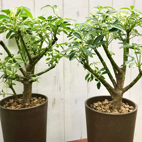 シェフレラ・ムーンドロップ / Schefflera arboricola 'Moondrop