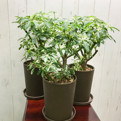 シェフレラ・ムーンドロップ / Schefflera arboricola 'Moondrop