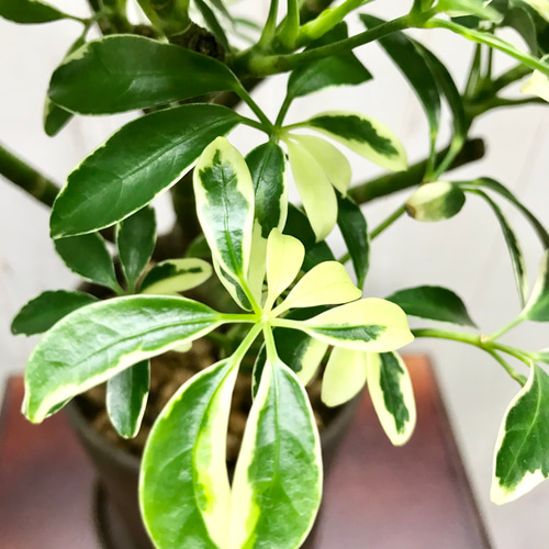 観葉植物　シェフレラムーンドロップ　抜き苗 観葉植物：シェフレラ ムーンドロップ*5号 プラポット : 遊恵