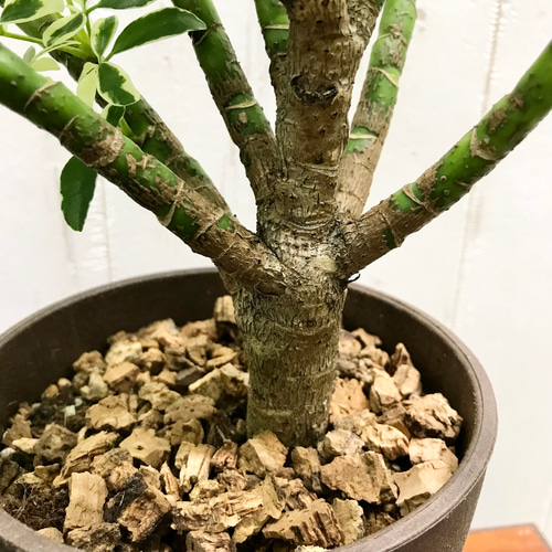 シェフレラ・ムーンドロップ / Schefflera arboricola 'Moondrop