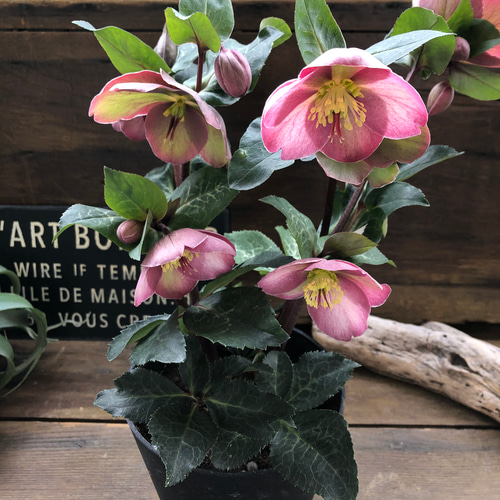 ピッパズパープル♡クリスマスローズ♡人気♡斑入り葉っぱ ハー