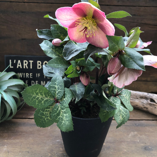 ピッパズパープル♡クリスマスローズ♡人気♡斑入り葉っぱ ハー