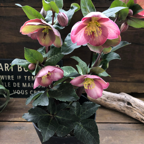 ピッパズパープル♡クリスマスローズ♡人気♡斑入り葉っぱ ハー