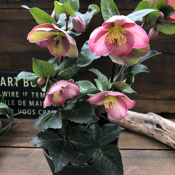 ピッパズパープル♡クリスマスローズ♡人気♡斑入り葉っぱ ハー