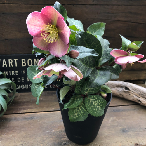 ピッパズパープル♡クリスマスローズ♡人気♡斑入り葉っぱ ハー