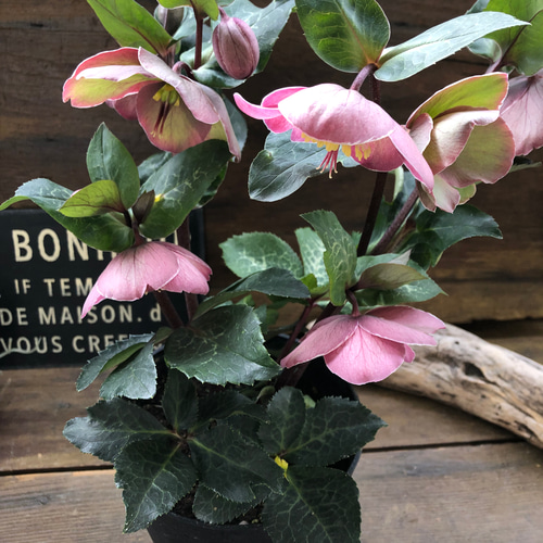 ピッパズパープル♡クリスマスローズ♡人気♡斑入り葉っぱ ハー