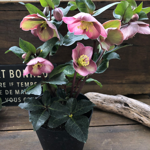 ピッパズパープル♡クリスマスローズ♡人気♡斑入り葉っぱ ハー