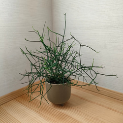 ミルクブッシュ 鉢カバー付き 観葉植物 お洒落 スタイリッシュ