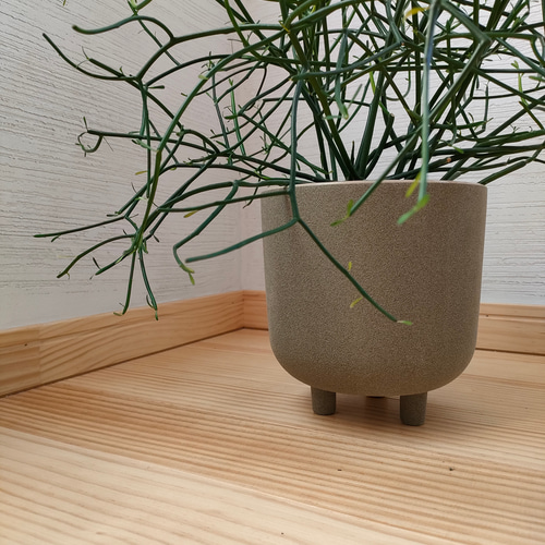 観葉植物　ミルクブッシュ 観葉植物「ミルクブッシュ」6号｜フラワーギフト通販ならイイハナ
