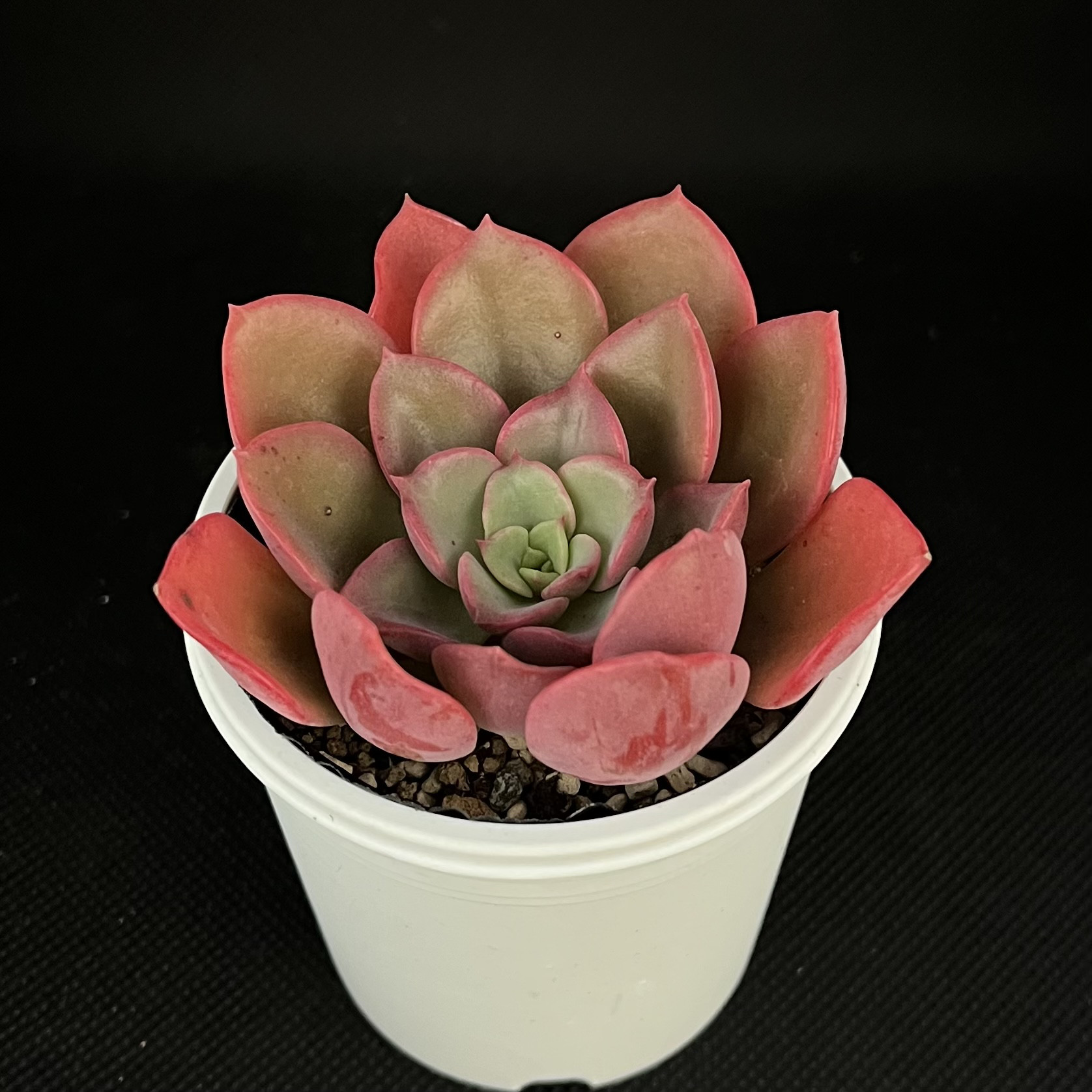 レッドノーブル 多肉植物 多肉植物 kanomarihome 通販 15121927