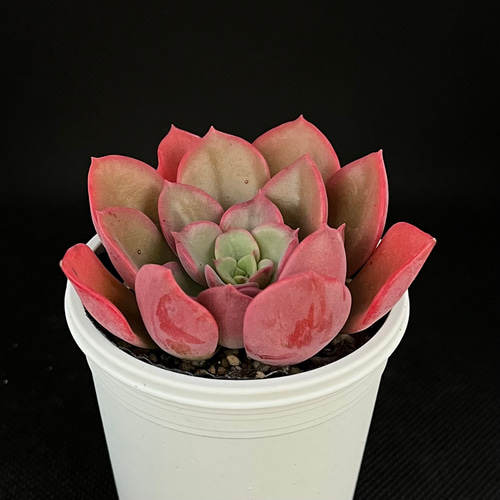 レッドノーブル 多肉植物 多肉植物 kanomarihome 通販 15121927